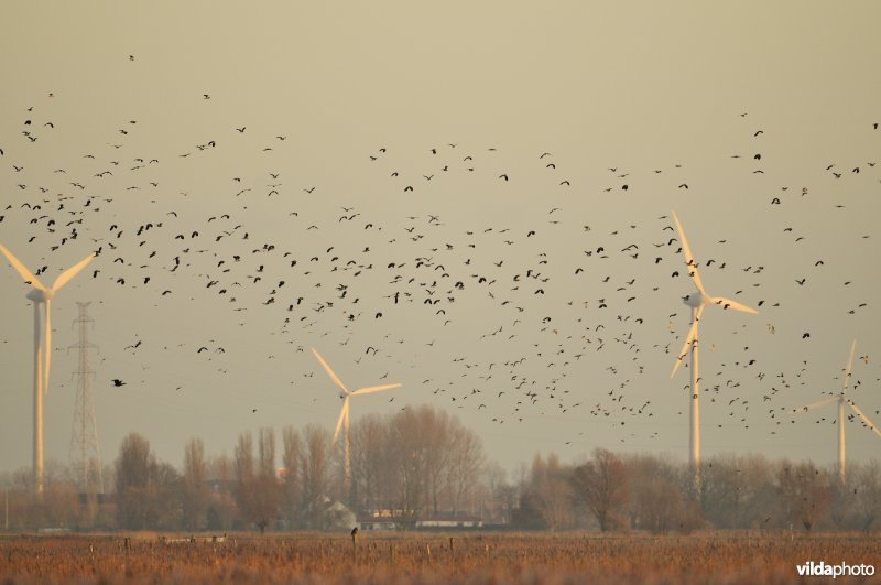 Natuurreservaat Uitkerkse Polders