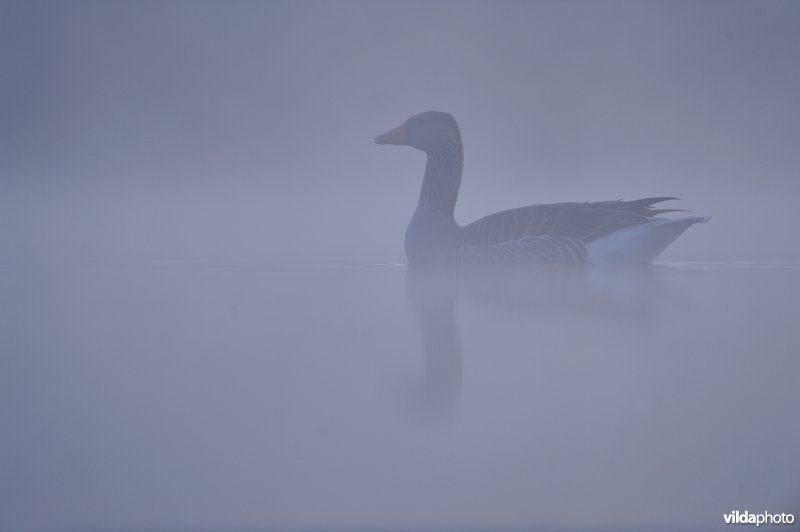 Grauwe Gans