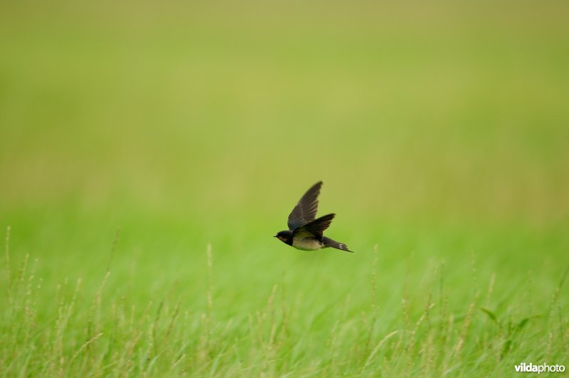Vliegende Boerenzwaluw