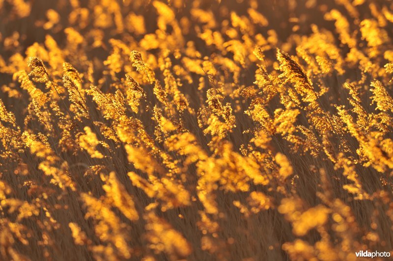 Riet