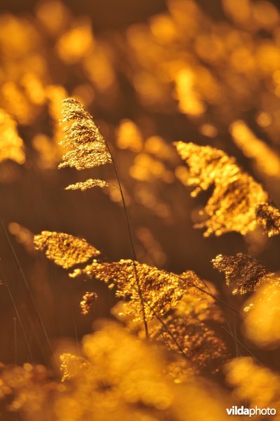 Riet