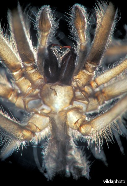 Vervelling van Huisspin