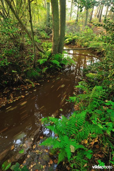 Vallei van de Zwarte Beek