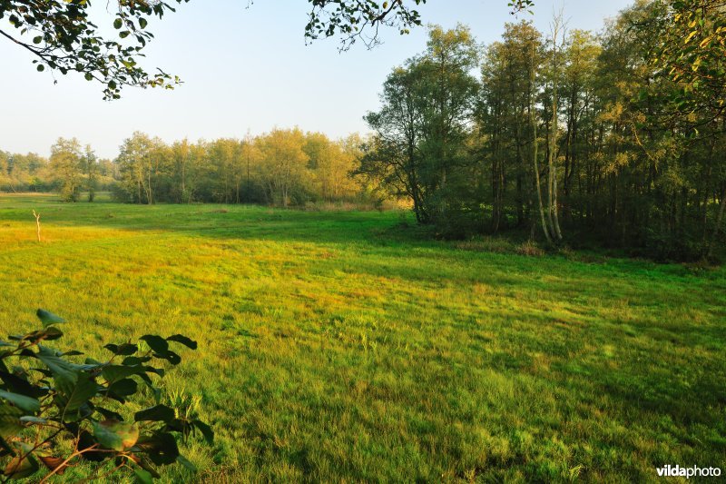 Laagveen in de Vallei van de Zwarte Beek