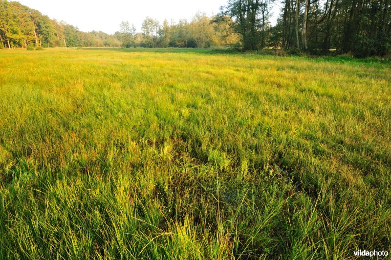 Laagveen in de Vallei van de Zwarte Beek