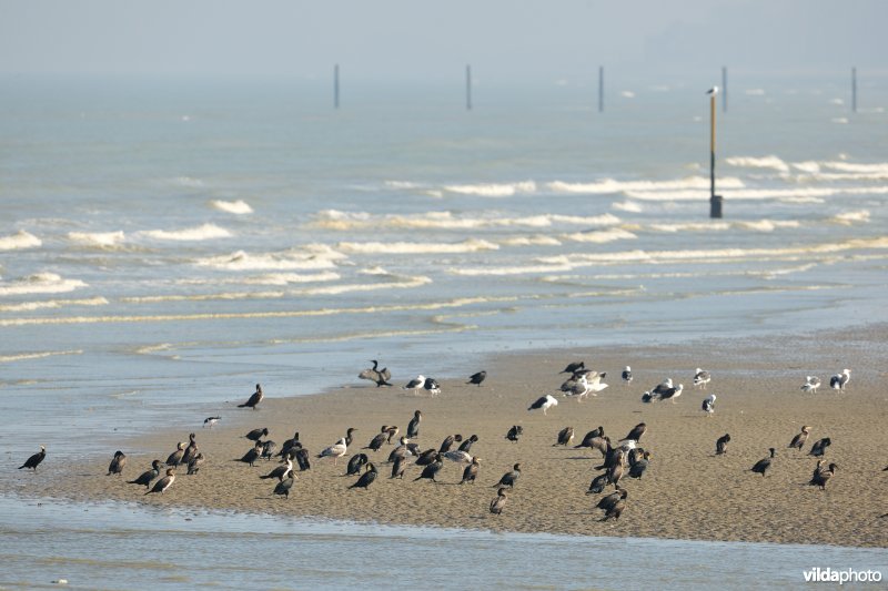 Aalscholvers op het strand