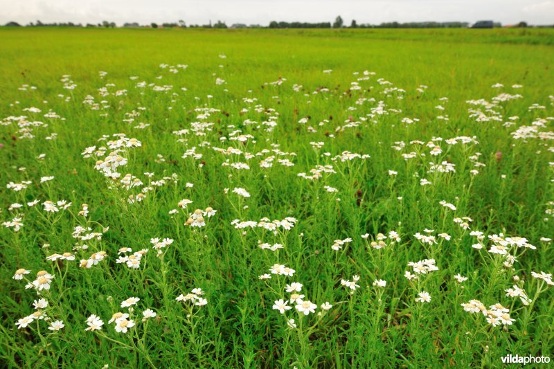 Wilde bertram in het Westbroek