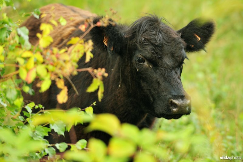 Galloway in het Drongengoedbos