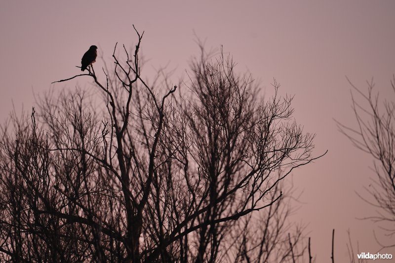 Buizerd