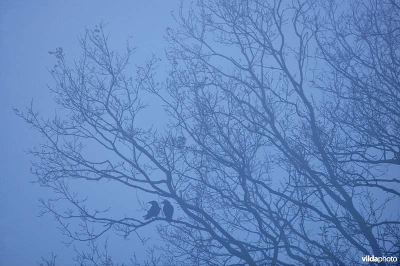 Koppel Raven in ochtendmist in eik