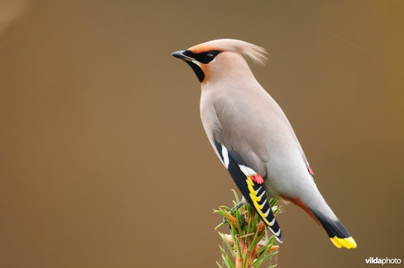 Pestvogel