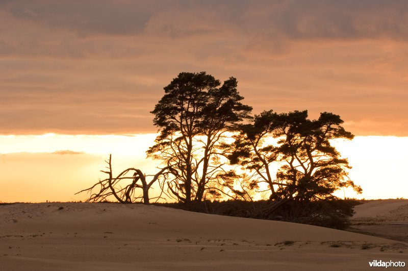 Vliegdennen in stuifzandlandschap