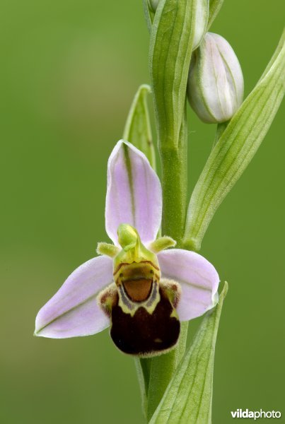 Bijenorchis
