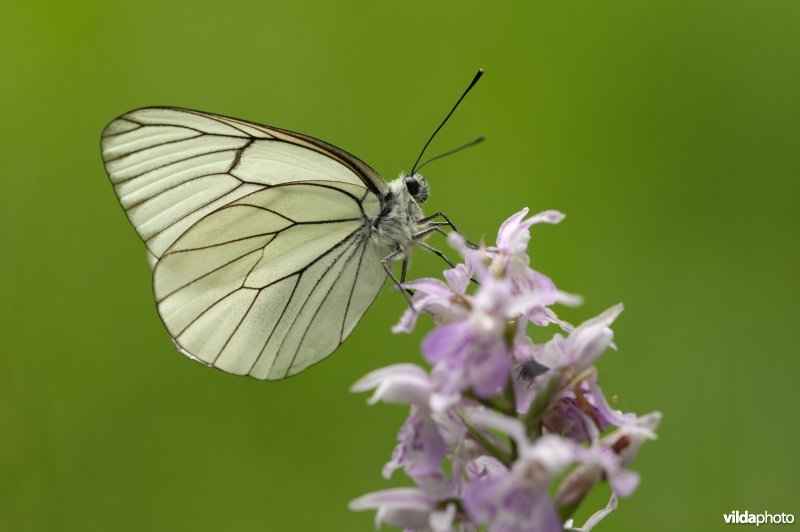 Groot geaderd witje rust op bosorchis (Dactylhoriza fuchsii)