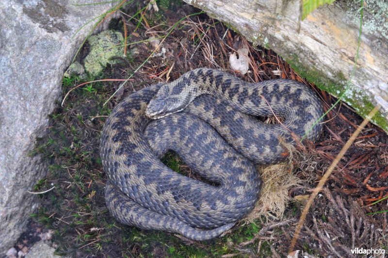 Adder