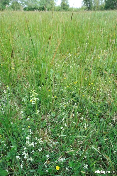 Welriekende nachtorchis in heischraal grasland