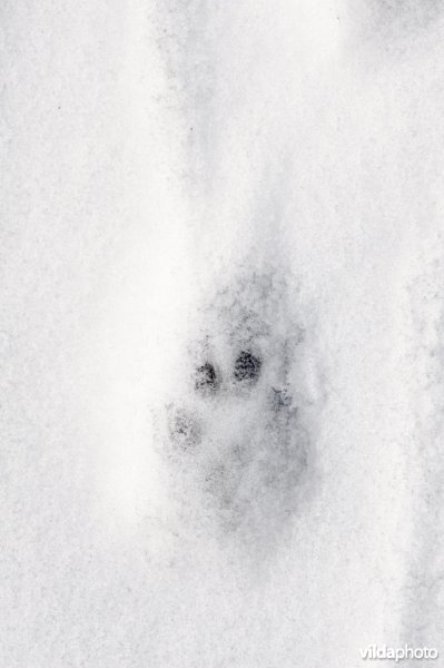 Sporen van steenmarter in sneeuw