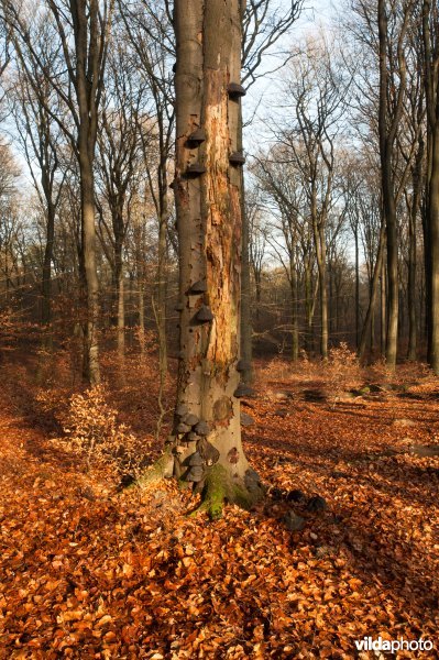 Beuk (Fagus sylvatica) met gewone tonderzwammen