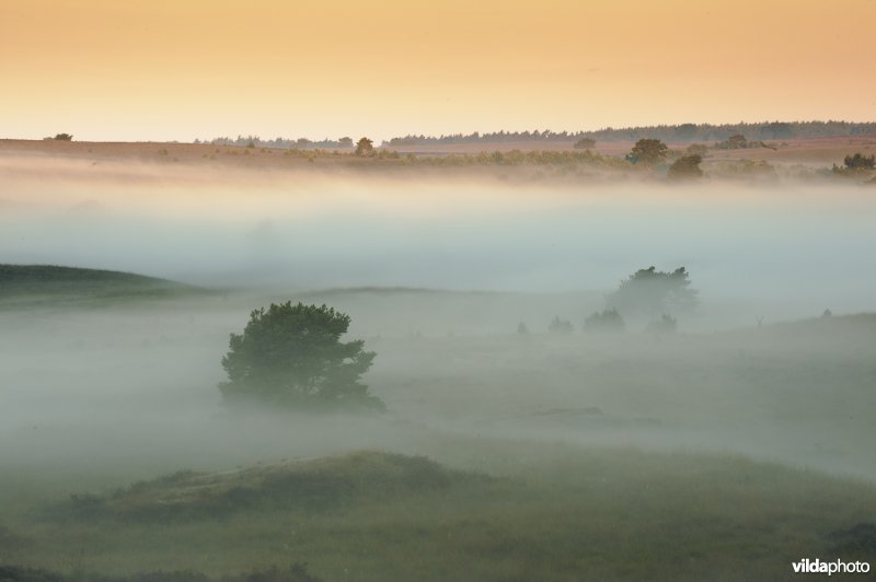 Ochtendnevels op de Worth-Rheder Heide (Elsberg) op Nationaal Park Veluwezoom