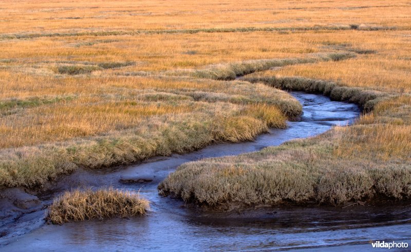 Schorre in Zuid-Beveland