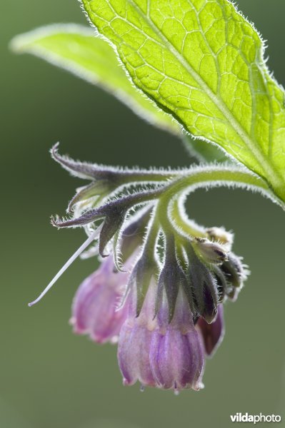 Bloempjes van smeerwortel