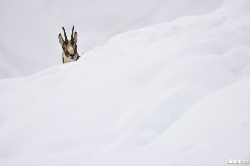 Gems komt even piepen boven de sneeuw