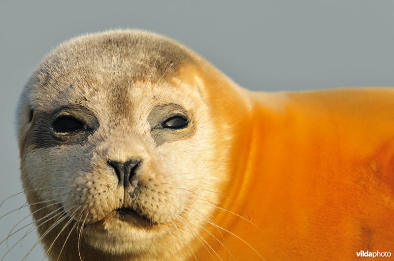 Gewone Zeehond te Nieuwpoort