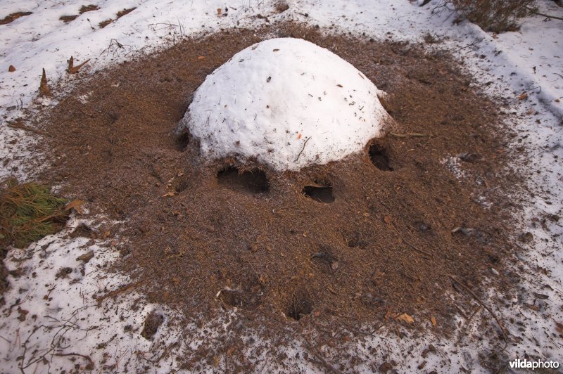 Opengebroken mierennest door spechten