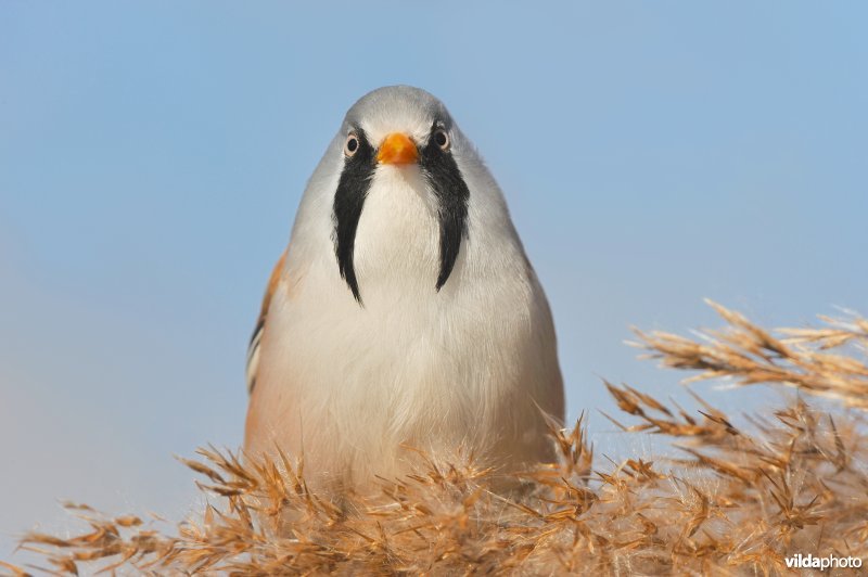Baardmannetje in het riet