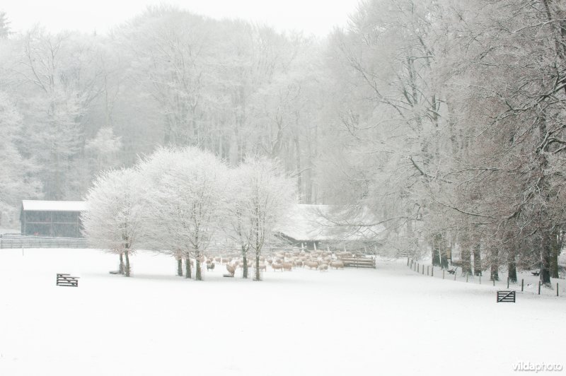 Schaapskooi in besneeuwd landschap