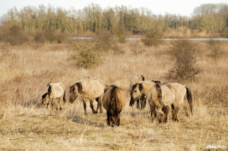 Konikpaarden grazen in een natuurgebied