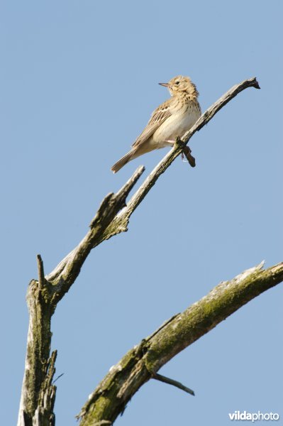 Boompieper zingt in een dode boom tegen een blauwe lucht