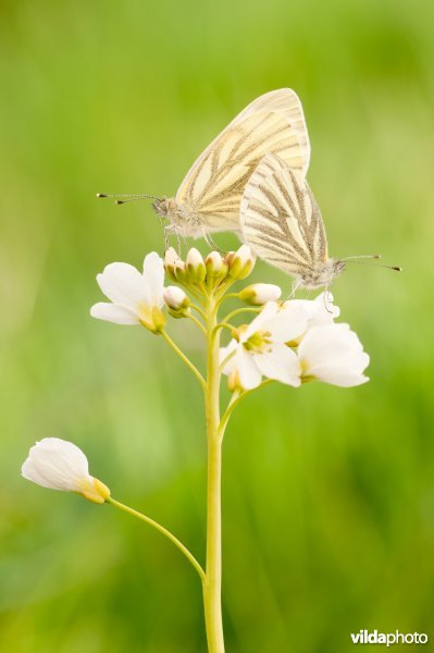 Parende klein geaderd witjes op een pinksterbloem