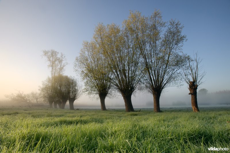 Knotwilgen in een weiland