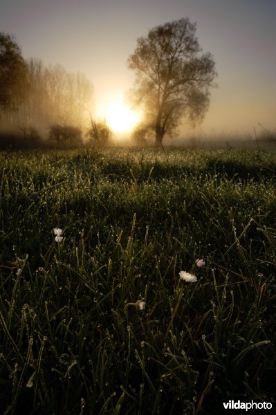 Madeliefjes in een raaigrasland bij zonsopkomst