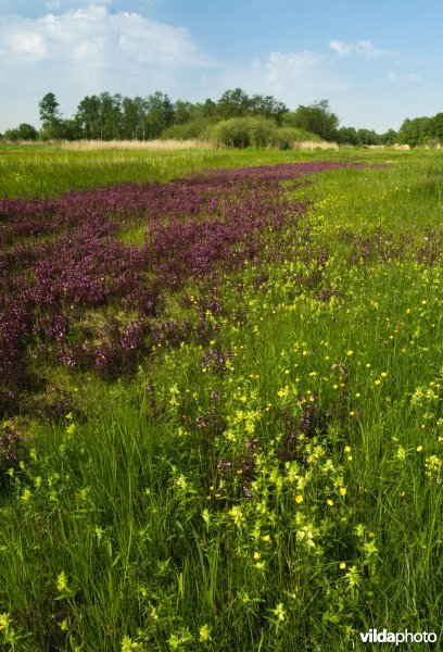 Moeraskartelblad