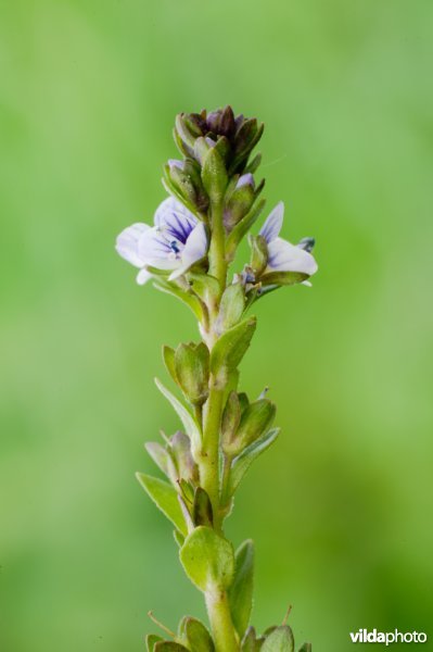 Bloeiende tijmereprijs