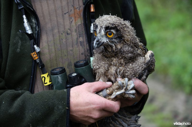 Onderzoeker met Oehoe