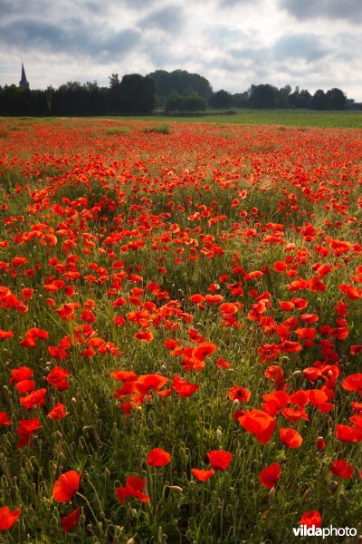 Klaprozen in het veld