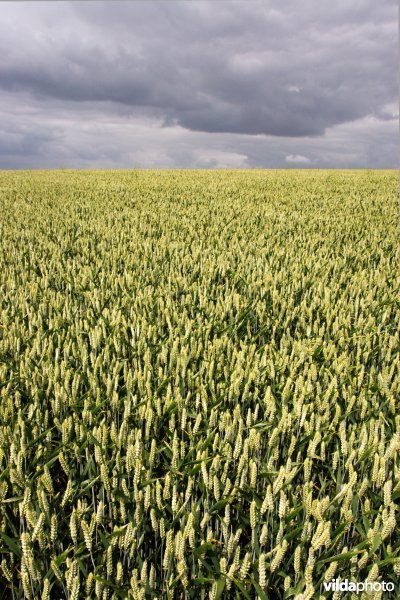 Donkere wolken boven graanveld
