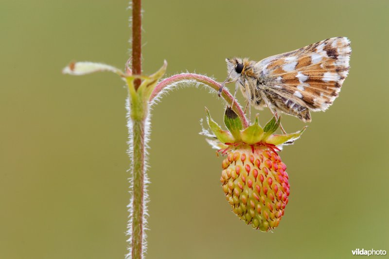 Kalkgraslanddikkopje op Bosaardbei