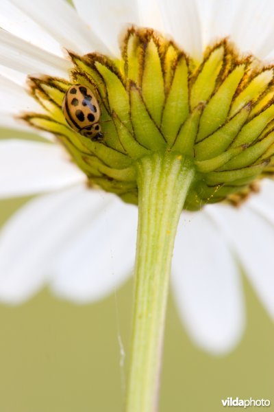 Margriet