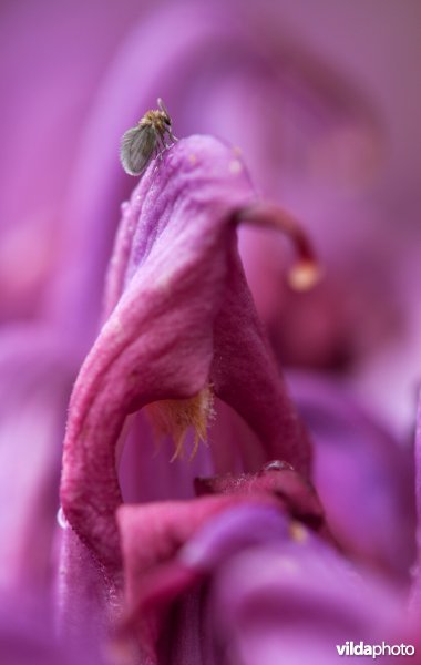 Paarse schubwortel met mini-motje