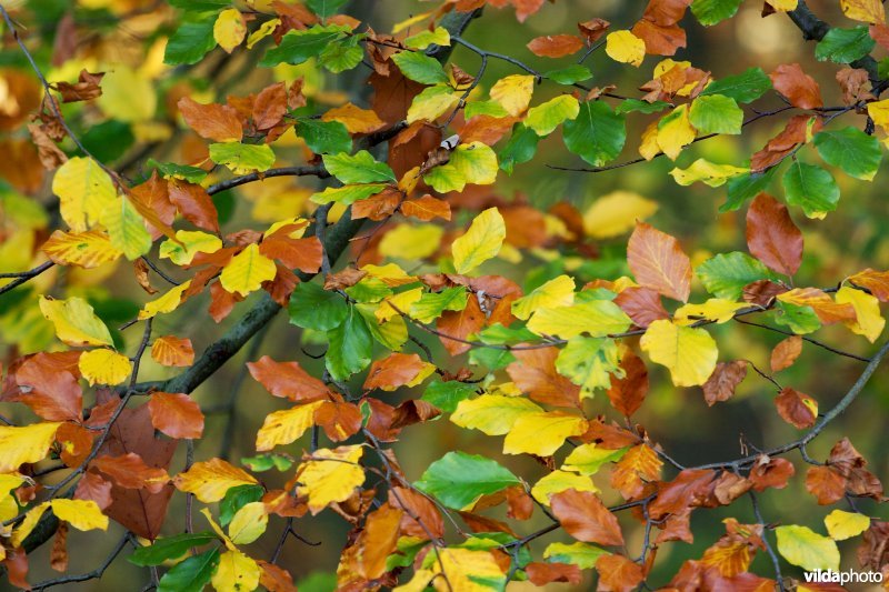 Kleurige herfstbladeren