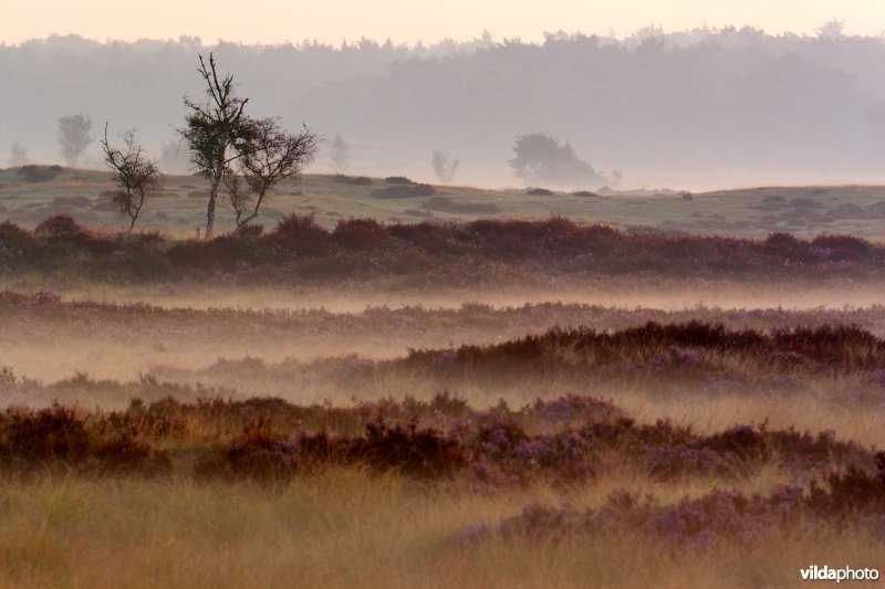 Begroeide duintjes op de heide