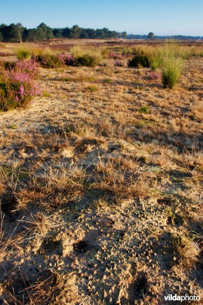 Uitkijkpost voor konijnen op de heide