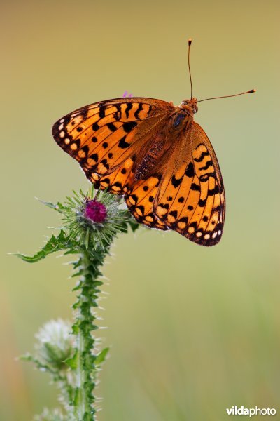 Grote parelmoervlinder op een distel