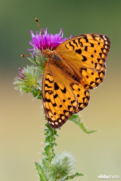 Grote parelmoervlinder op een distel
