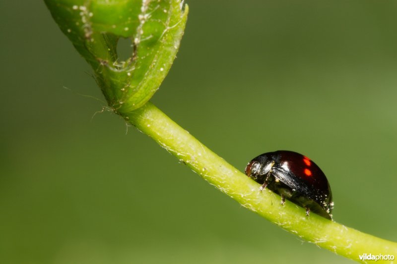 Heidelieveheersbeestje