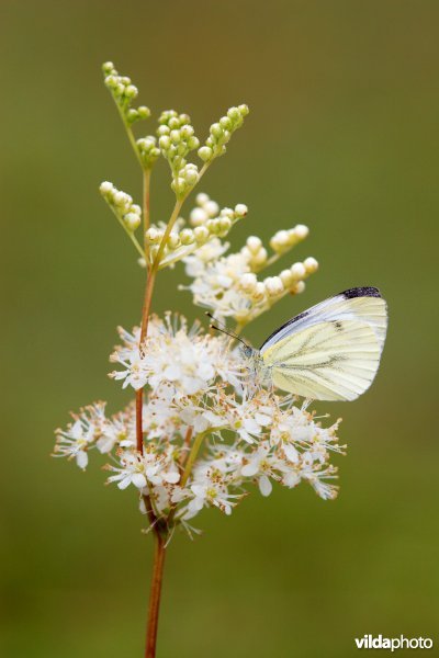 Klein geaderd witje